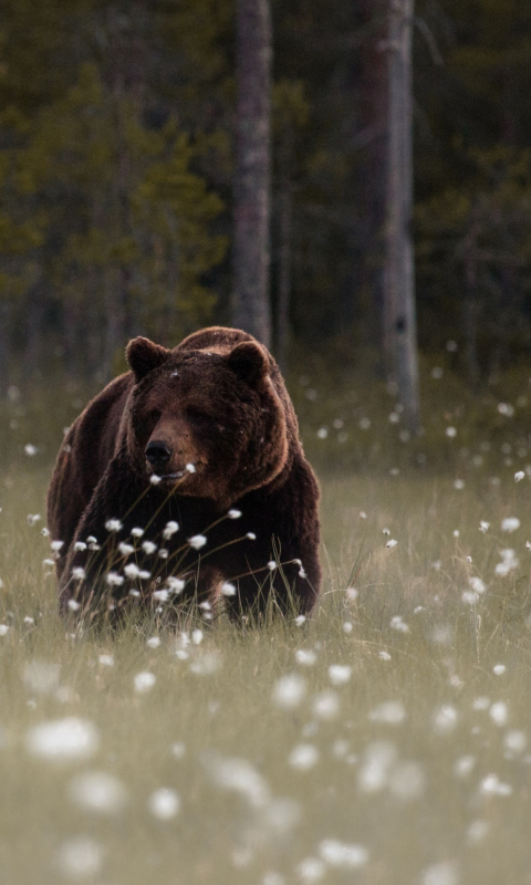 Bear Walking Out Of Forest wallpaper 480x800