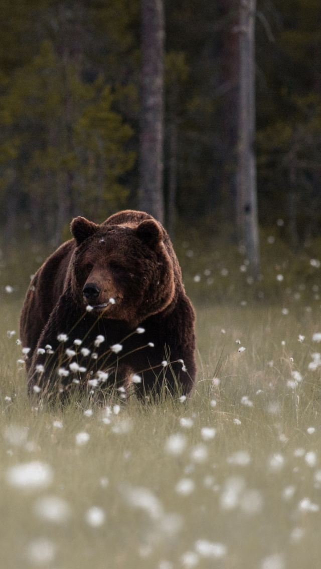 Bear Walking Out Of Forest wallpaper 640x1136