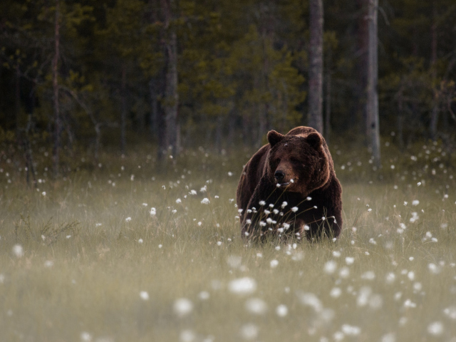 Das Bear Walking Out Of Forest Wallpaper 640x480