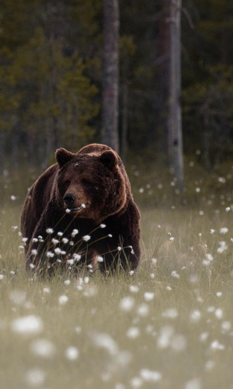 Bear Walking Out Of Forest wallpaper 768x1280