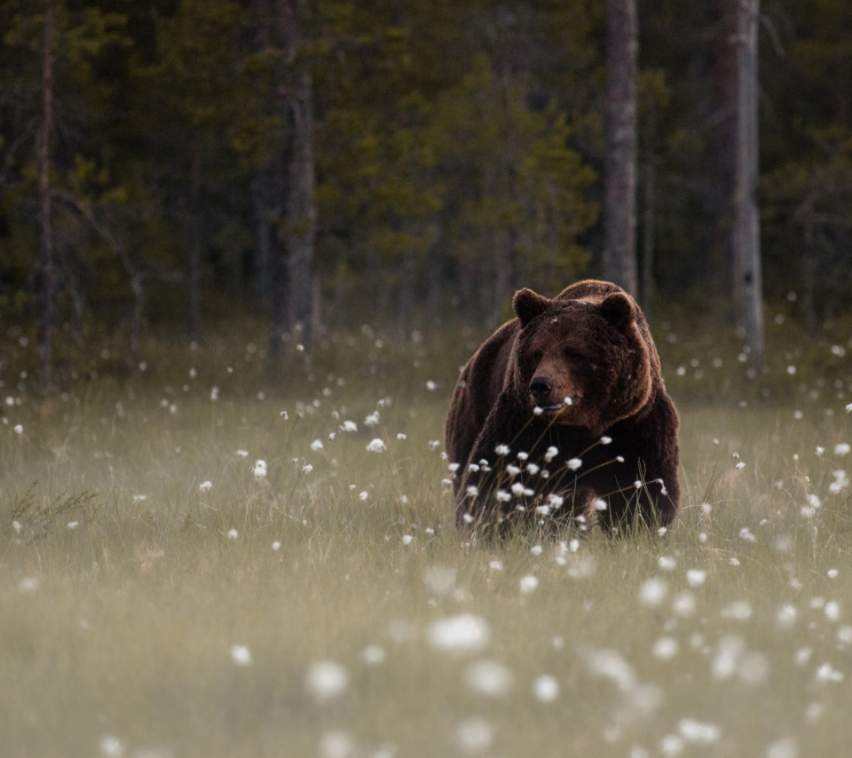 Das Bear Walking Out Of Forest Wallpaper 960x854