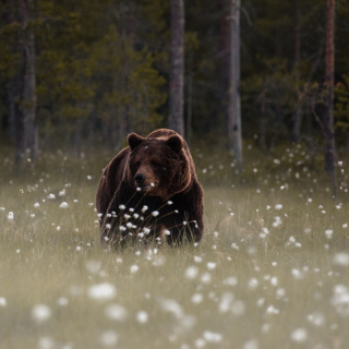 Kostenloses Bear Walking Out Of Forest Wallpaper für 2048x2048