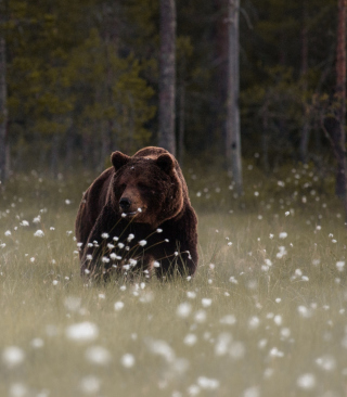 Kostenloses Bear Walking Out Of Forest Wallpaper für 480x800
