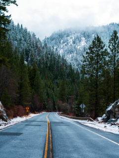 Forest Road in Winter wallpaper 240x320