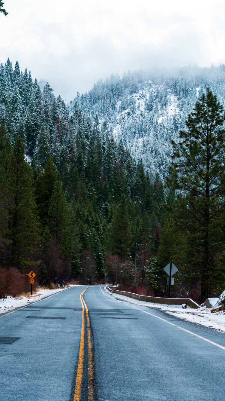 Обои Forest Road in Winter 750x1334