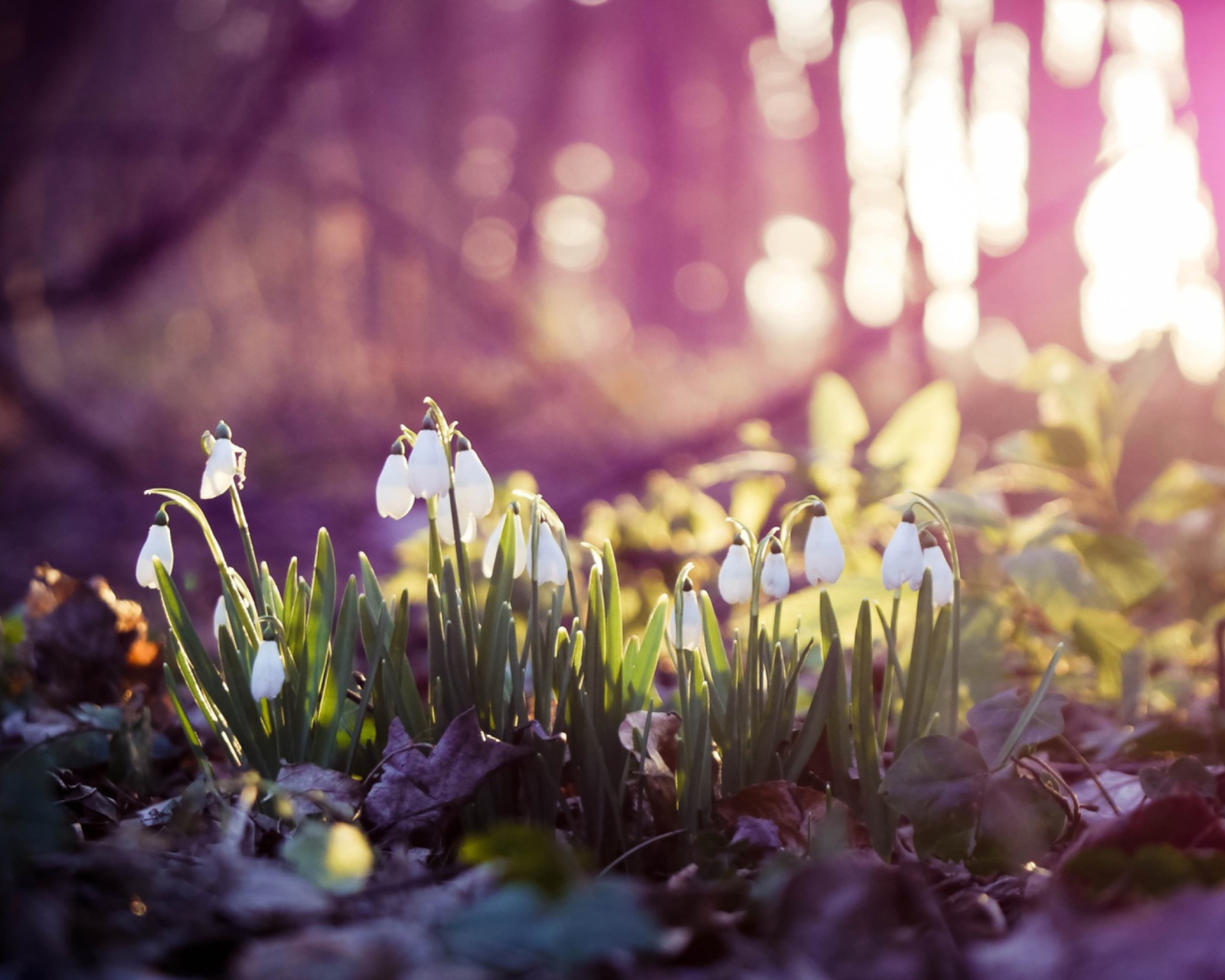 Fondo de pantalla Snowdrops 1600x1280