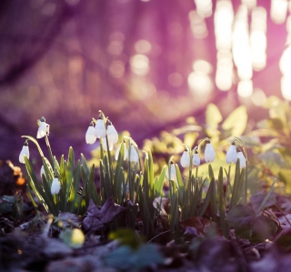 Snowdrops - Obrázkek zdarma pro 208x208