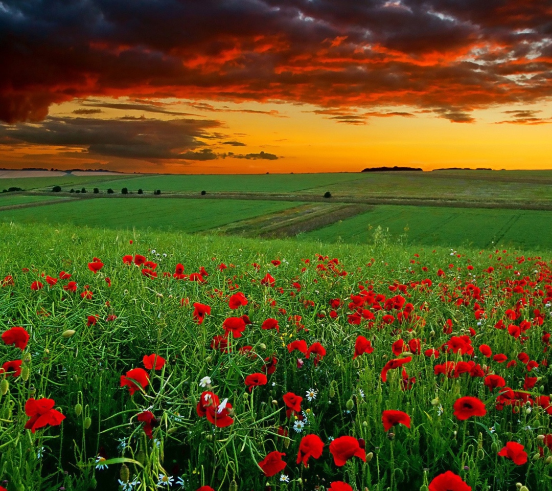 Poppy Field At Sunset wallpaper 1080x960