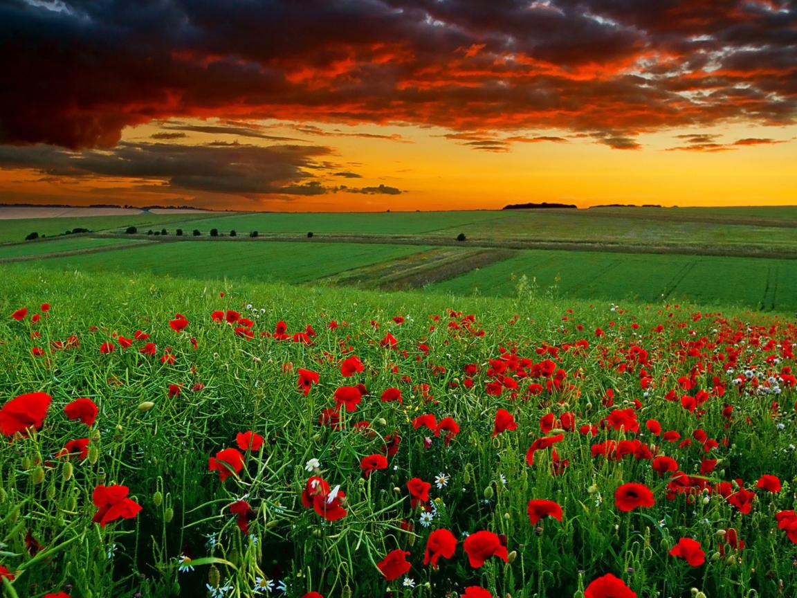 Screenshot №1 pro téma Poppy Field At Sunset 1152x864