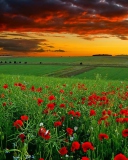 Обои Poppy Field At Sunset 128x160