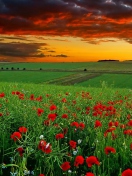 Poppy Field At Sunset screenshot #1 132x176