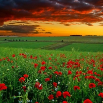 Sfondi Poppy Field At Sunset 208x208