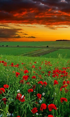 Poppy Field At Sunset screenshot #1 240x400
