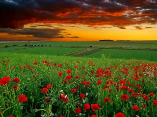 Das Poppy Field At Sunset Wallpaper 320x240