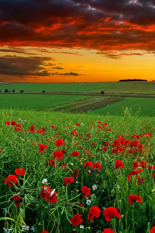 Das Poppy Field At Sunset Wallpaper 320x480