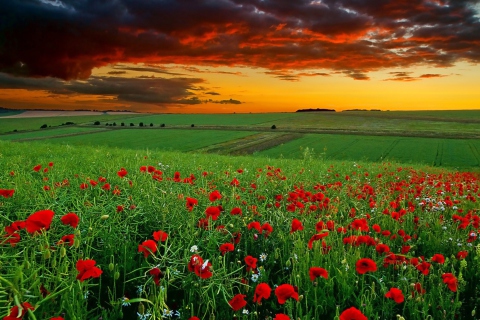 Poppy Field At Sunset wallpaper 480x320