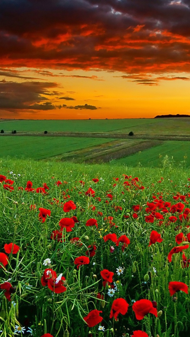 Fondo de pantalla Poppy Field At Sunset 640x1136