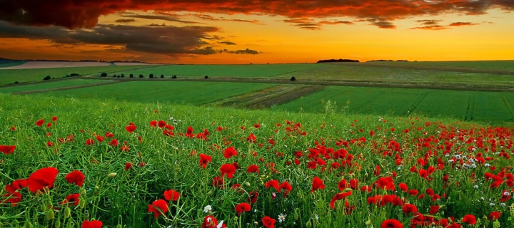 Poppy Field At Sunset wallpaper 720x320
