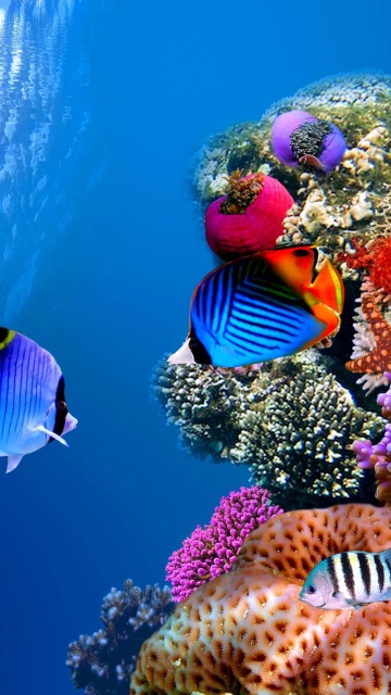 Das Underwater Life Wallpaper 360x640