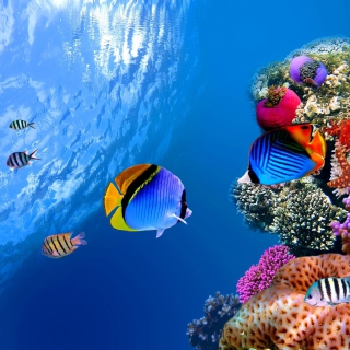 Underwater Life sfondi gratuiti per 1024x1024