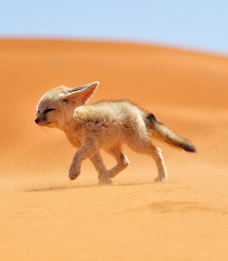 Desert Wolf sfondi gratuiti per iPhone 6 Plus