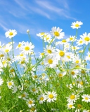 Daisies Field screenshot #1 128x160