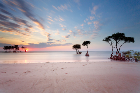 Sfondi Trees Silhouettes At Pinky Sunset 480x320