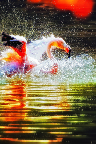 Das Pink Flamingo Enjoying Water Wallpaper 320x480