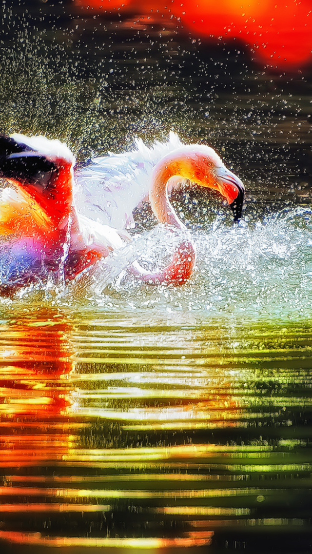 Fondo de pantalla Pink Flamingo Enjoying Water 640x1136