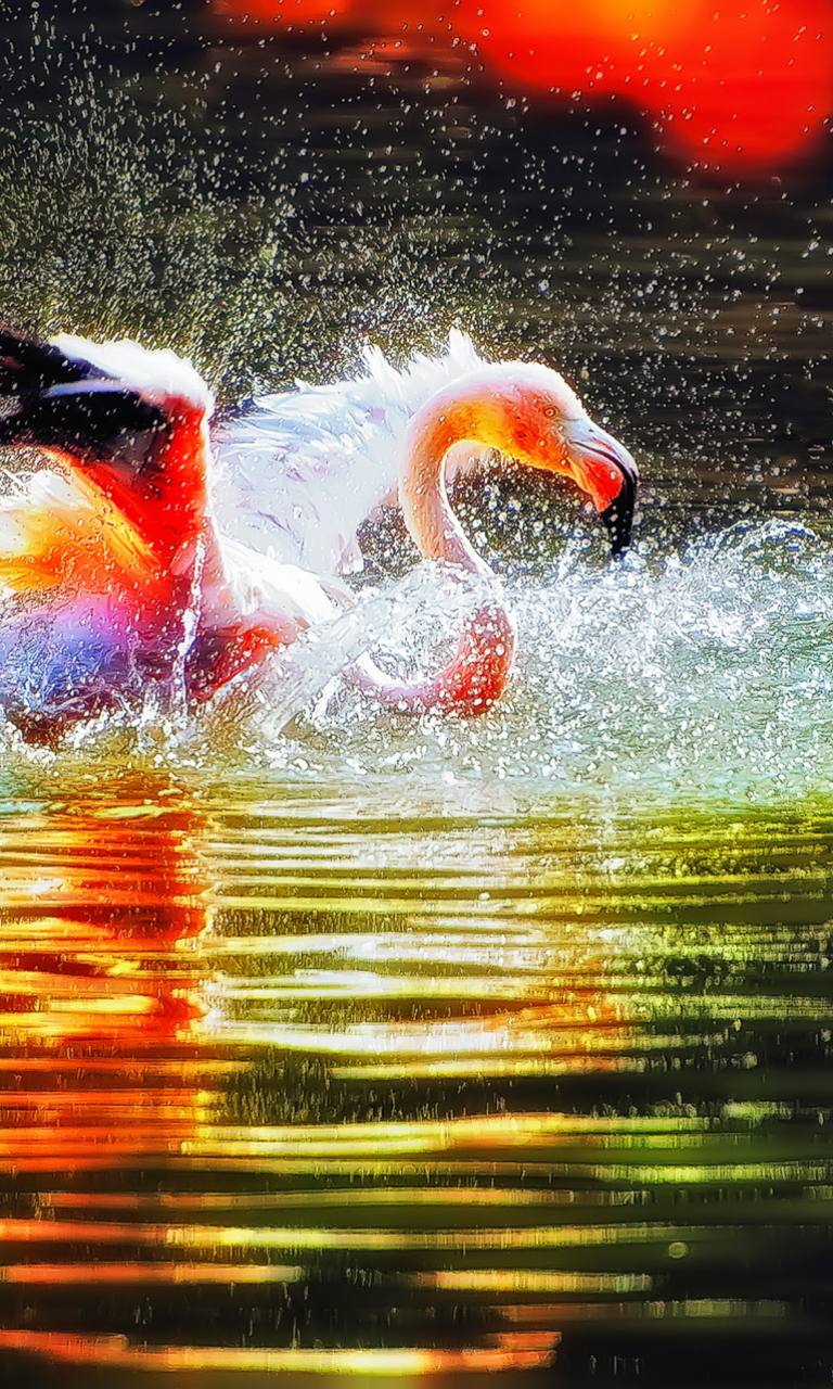 Das Pink Flamingo Enjoying Water Wallpaper 768x1280