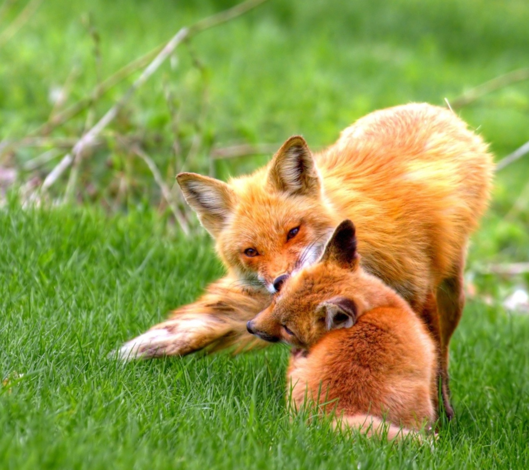 Foxes Playing wallpaper 1080x960