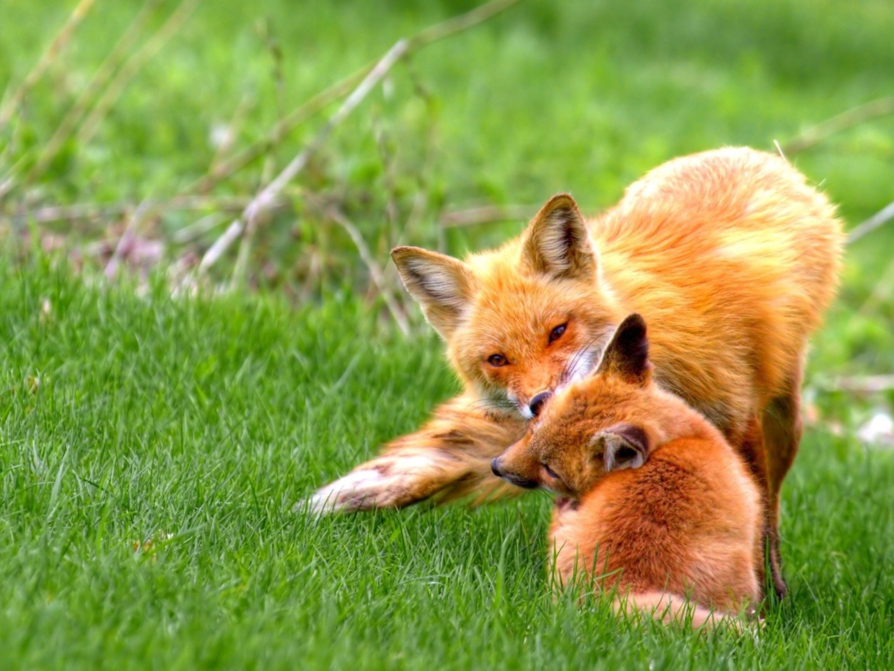 Обои Foxes Playing 1280x960