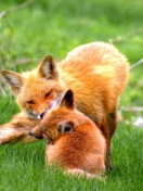 Das Foxes Playing Wallpaper 132x176