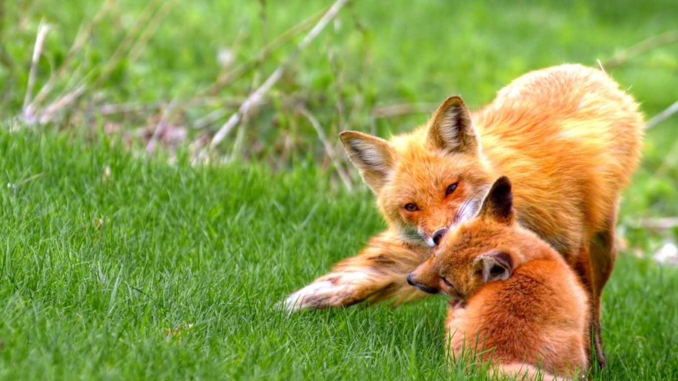 Das Foxes Playing Wallpaper 1366x768