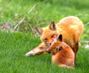 Das Foxes Playing Wallpaper 176x144