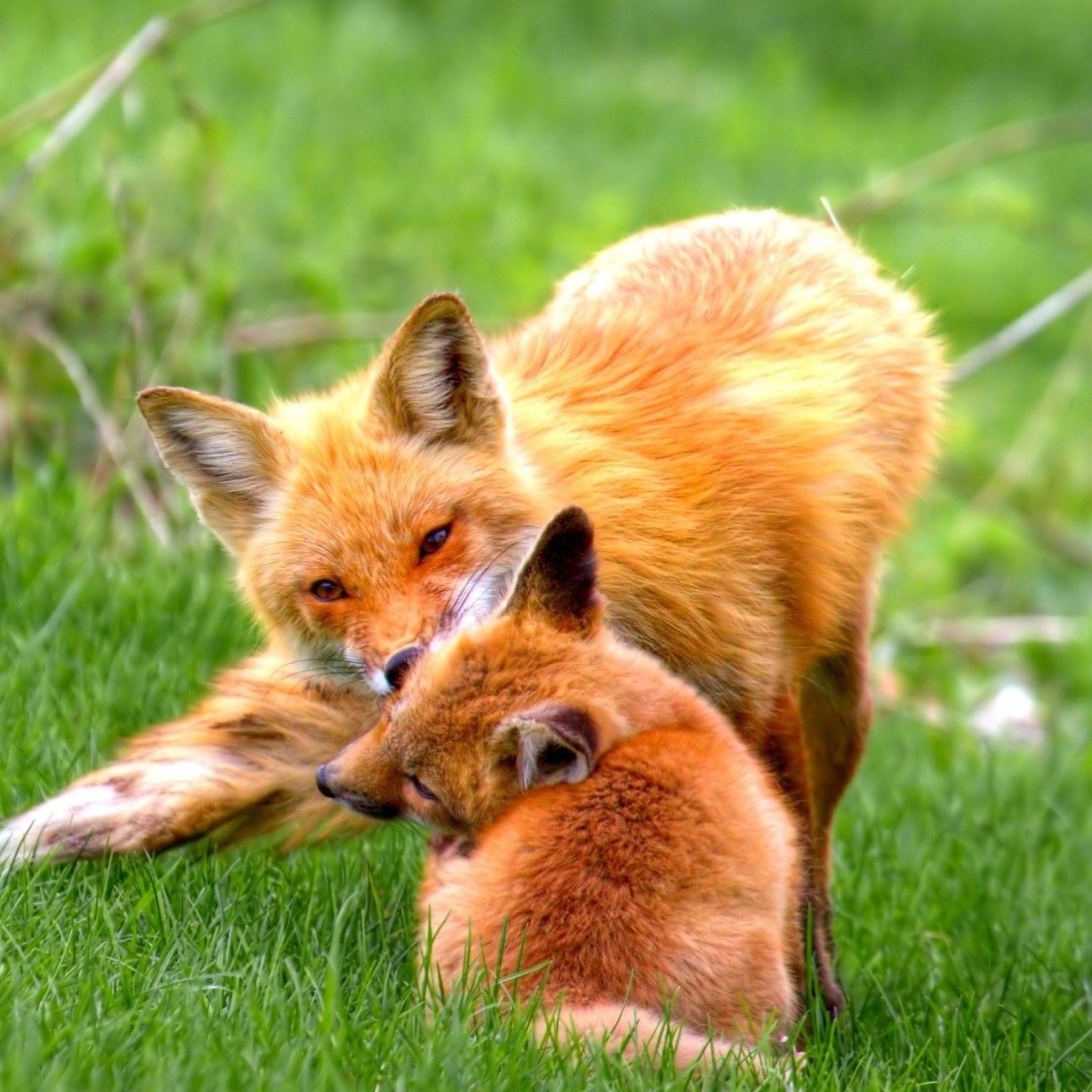Foxes Playing wallpaper 2048x2048