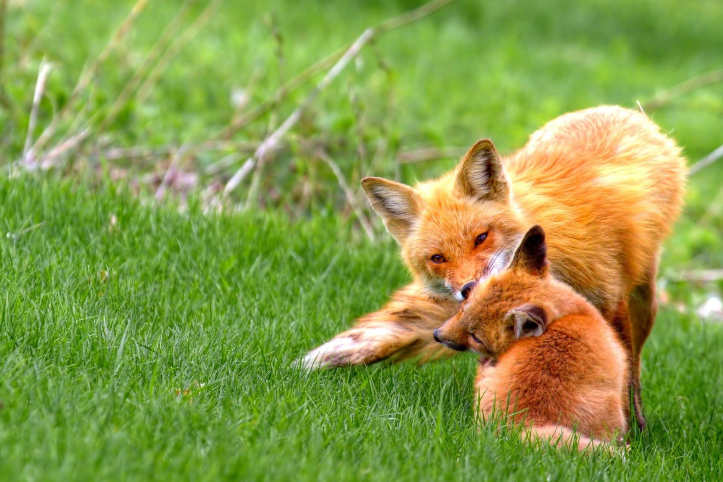 Das Foxes Playing Wallpaper 2880x1920