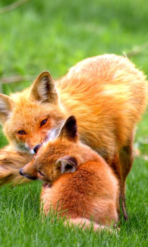 Обои Foxes Playing 480x800
