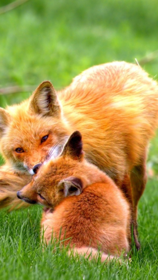 Das Foxes Playing Wallpaper 640x1136