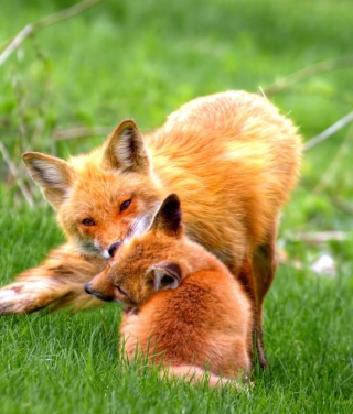 Free Foxes Playing Picture for 240x320