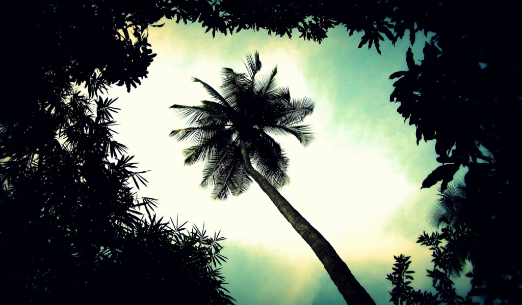 Sfondi Palm Tree Top 1024x600