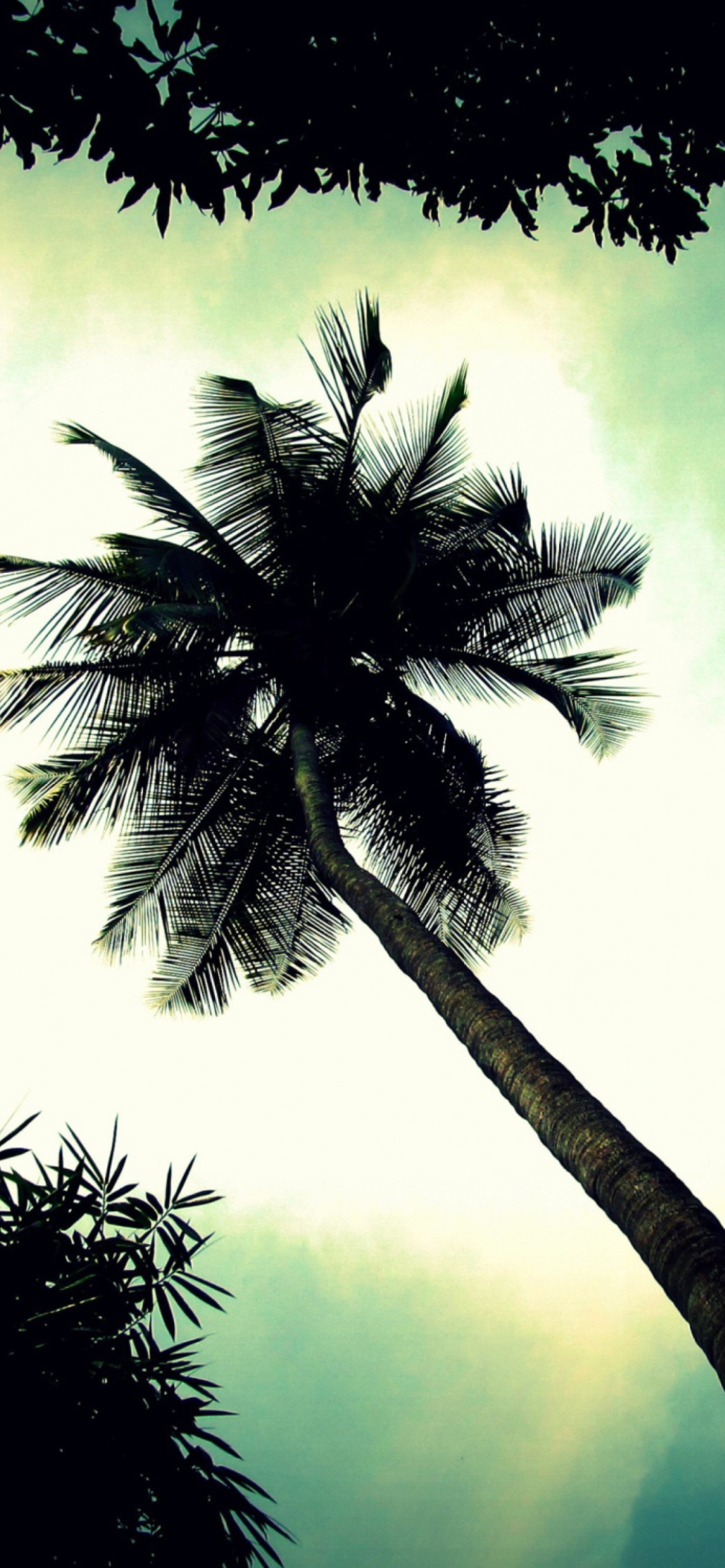 Fondo de pantalla Palm Tree Top 1170x2532