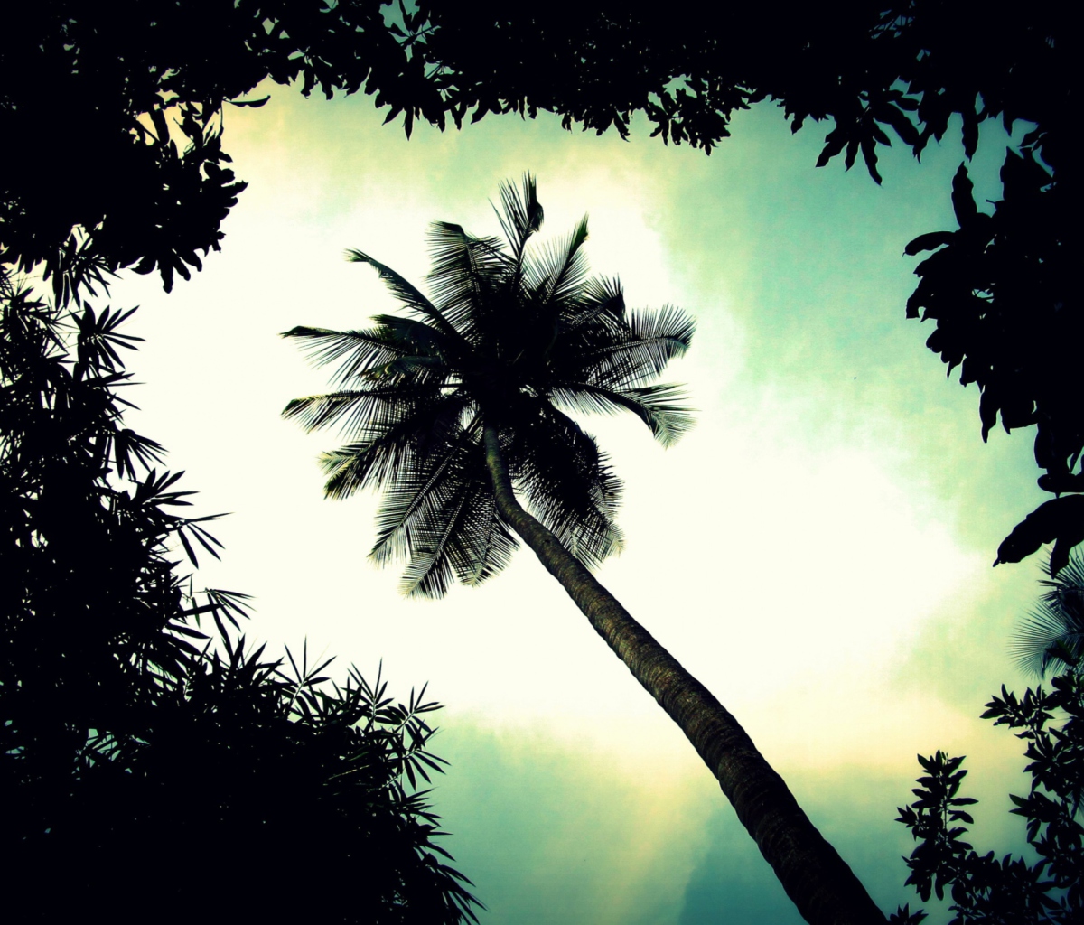 Fondo de pantalla Palm Tree Top 1200x1024