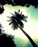 Screenshot №1 pro téma Palm Tree Top 128x160