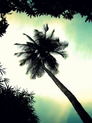 Fondo de pantalla Palm Tree Top 132x176