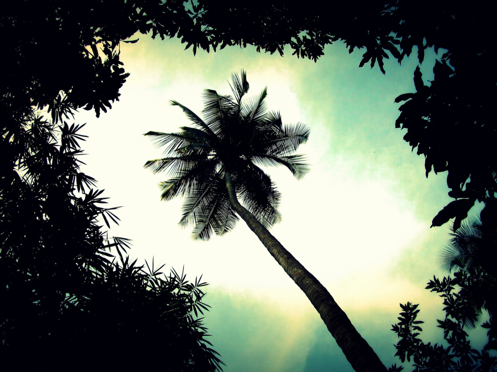 Palm Tree Top screenshot #1 1600x1200