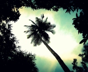 Fondo de pantalla Palm Tree Top 176x144