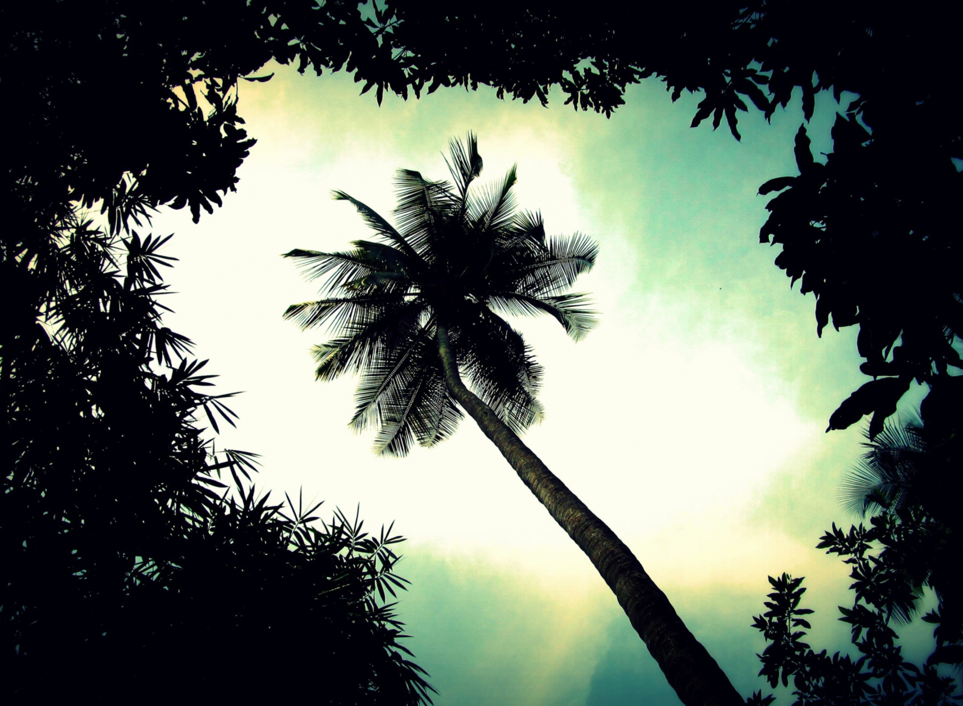 Palm Tree Top screenshot #1 1920x1408