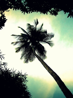 Das Palm Tree Top Wallpaper 240x320