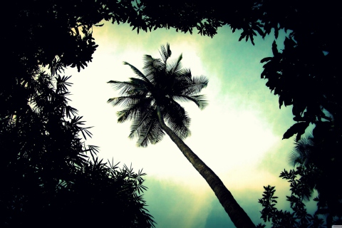 Fondo de pantalla Palm Tree Top 480x320